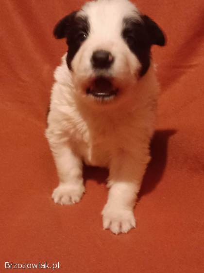 Border Collie FCI -  Szczeniaczki klasy wystawowej