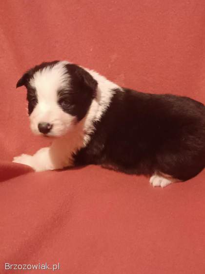 Border Collie FCI -  Szczeniaczki klasy wystawowej