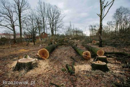 Kompleksowe czyszczenie działek -  100 zadowolenia