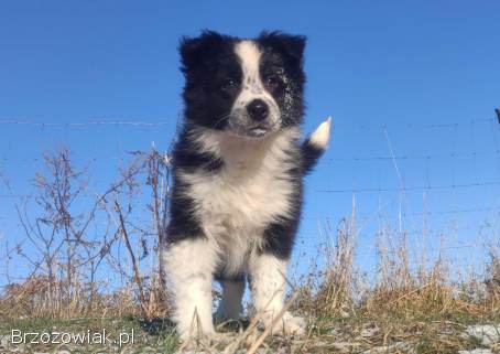 Szczeniak Suczka BORDER COLLIE z Hodowli -  Rasowa pełna dok.