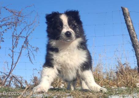Szczeniak Suczka BORDER COLLIE z Hodowli -  Rasowa pełna dok.
