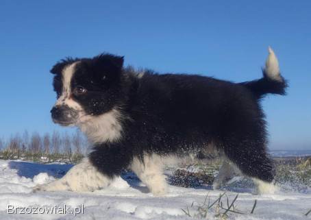 Szczeniak Suczka BORDER COLLIE z Hodowli -  Rasowa pełna dok.