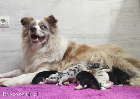 Szczeniak Suczka BORDER COLLIE z Hodowli -  Rasowa pełna dok.