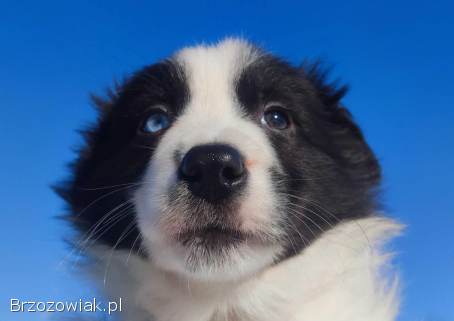 Rasowy BORDER COLLIE z prof.  Hodowli,  Pies z pełną dok.
