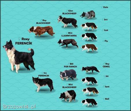 Rasowy BORDER COLLIE z prof.  Hodowli,  Pies z pełną dok.