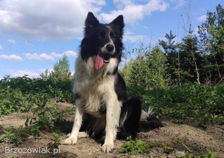 Rasowy BORDER COLLIE z prof.  Hodowli,  Pies z pełną dok.