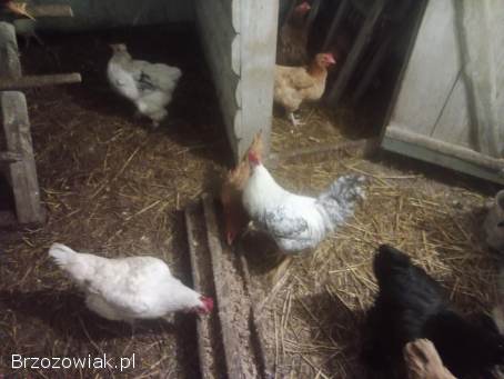 Sprzedam koguty