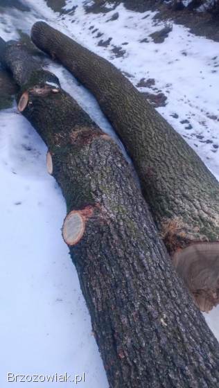 Sprzedam dęba w klocu