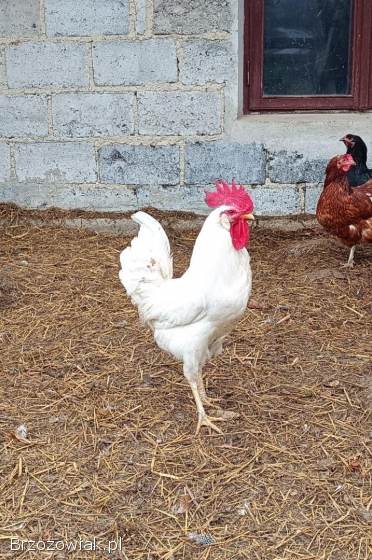 Koguty Leghorny