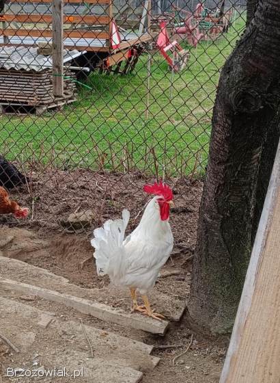 Koguty Leghorny