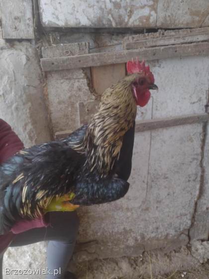 Sprzedam Koguty