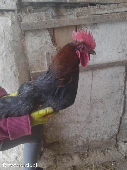 Sprzedam Koguty