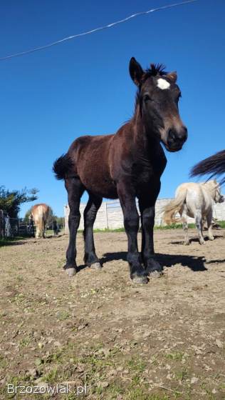 Ogierek zimnokrwisty