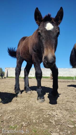 Ogierek zimnokrwisty