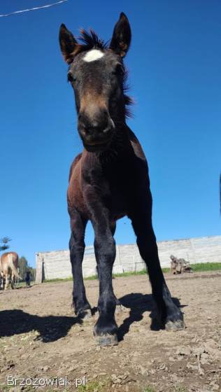 Ogierek zimnokrwisty