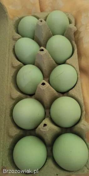 Jaja legowe green shell