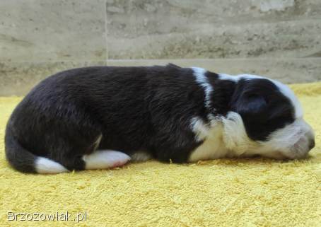 Rasowy pies Border Collie z pełną dok.  przebadani rodzice