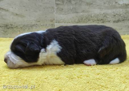 Rasowy pies Border Collie z pełną dok.  przebadani rodzice