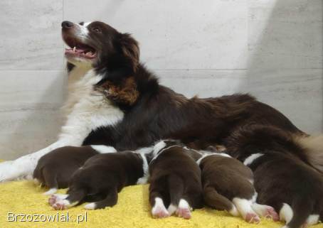 Rasowy pies Border Collie z pełną dok.  przebadani rodzice