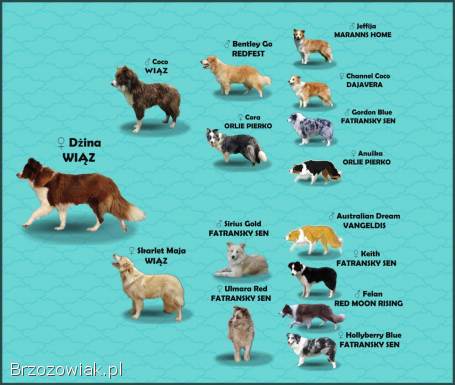 Rasowy pies Border Collie z pełną dok.  przebadani rodzice