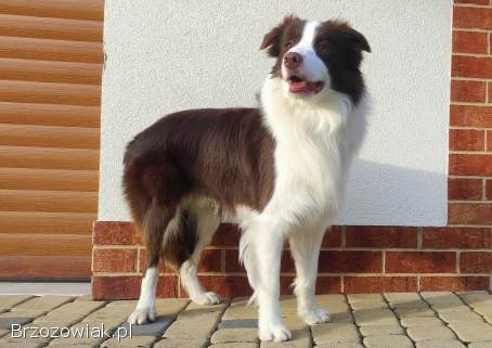 Rasowy pies Border Collie z pełną dok.  przebadani rodzice