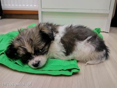 Szczeniaki pieski miniaturki maltańczyki