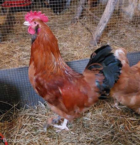 Sprzedam koguty