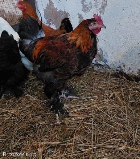 Sprzedam koguty
