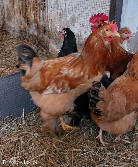 Sprzedam koguty