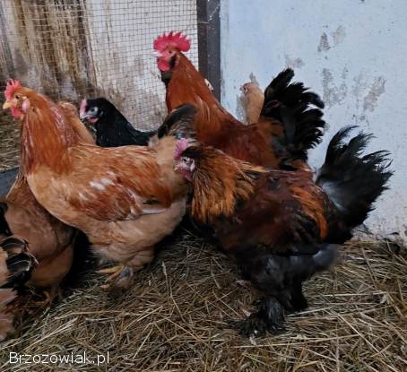 Sprzedam koguty