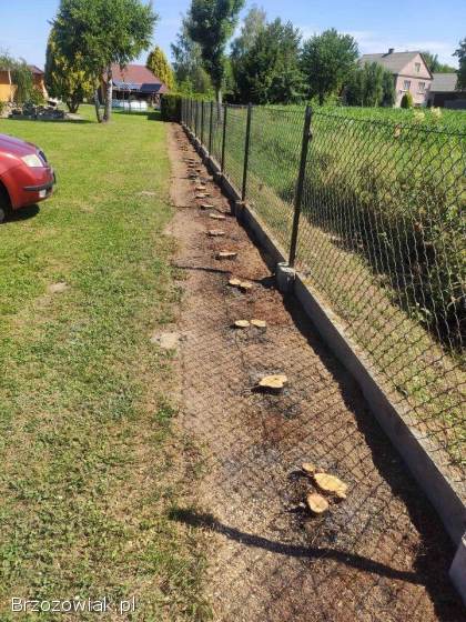 Usuwanie Pni z Ogrodu -  Frezowanie