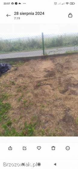 Usuwanie Pni z Ogrodu -  Frezowanie