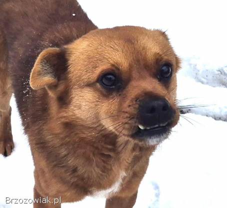 Słodki Ząbek szuka domu,  za kilka dni grozi mu schronisko