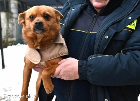 Słodki Ząbek szuka domu,  za kilka dni grozi mu schronisko