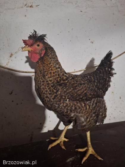 Jaja lęgowe goloszyjka olbrzymia