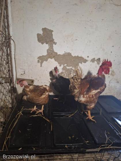 Jaja lęgowe goloszyjka olbrzymia