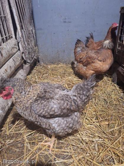 Jaja lęgowe goloszyjka olbrzymia