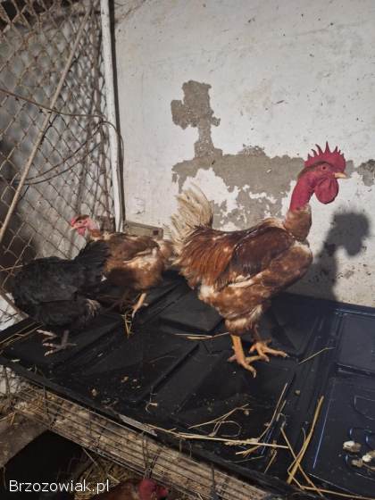 Jaja lęgowe goloszyjka olbrzymia