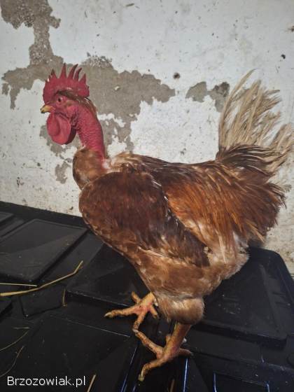 Jaja lęgowe goloszyjka olbrzymia