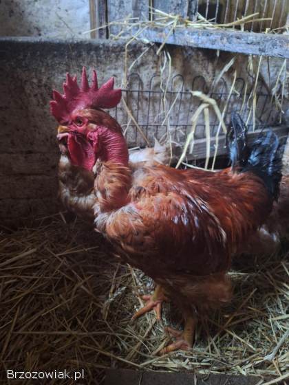 Jaja lęgowe goloszyjka olbrzymia