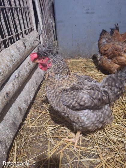 Jaja lęgowe goloszyjka olbrzymia