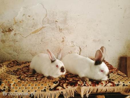 Króliki samce