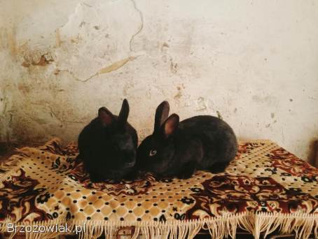 Króliki samce