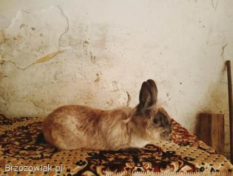 Króliki samiec Miniaturka