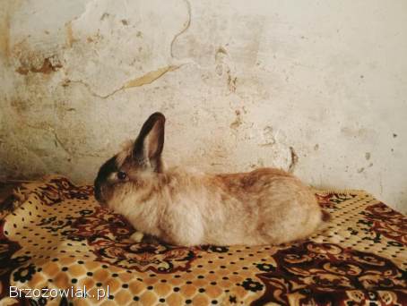 Króliki samiec Miniaturka