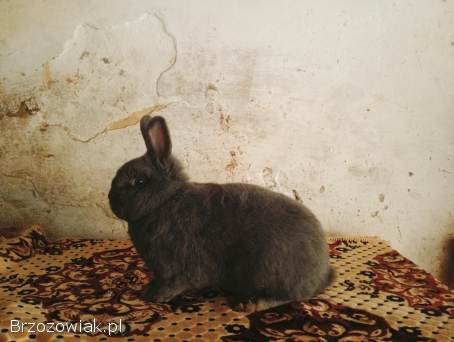 Króliki Samiec Wiedeński