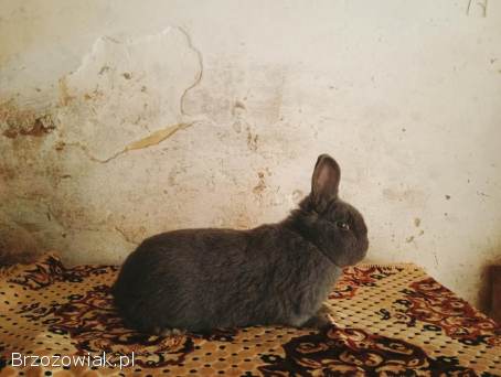 Króliki Samiec Wiedeński