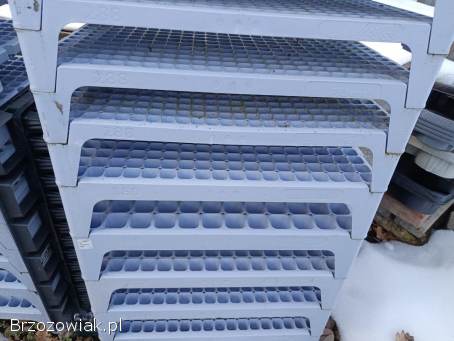 Multiplaty -  Wielodoniczki