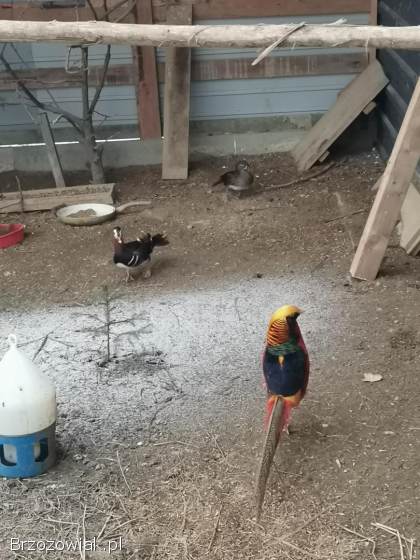 Kaczki mandarynki dobrana para