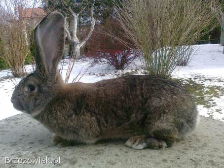 Belgijski olbrzym szary-Samiec